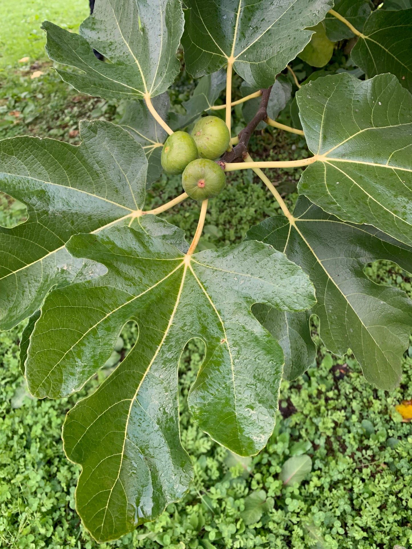 いちじく&ポートワインジャム 〜Green Fig〜