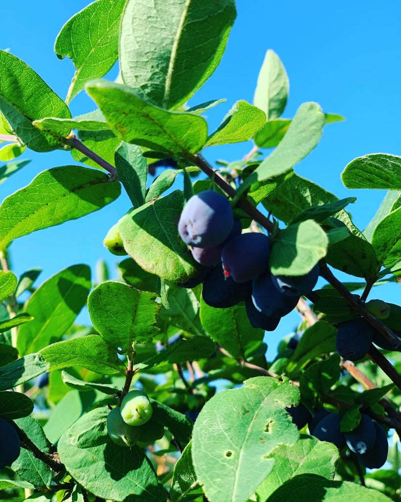 ハスカップジャム &ウイスキー