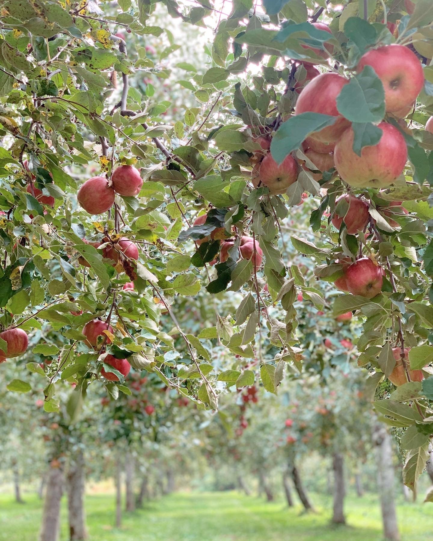 ピンコ　丸かじりりんご